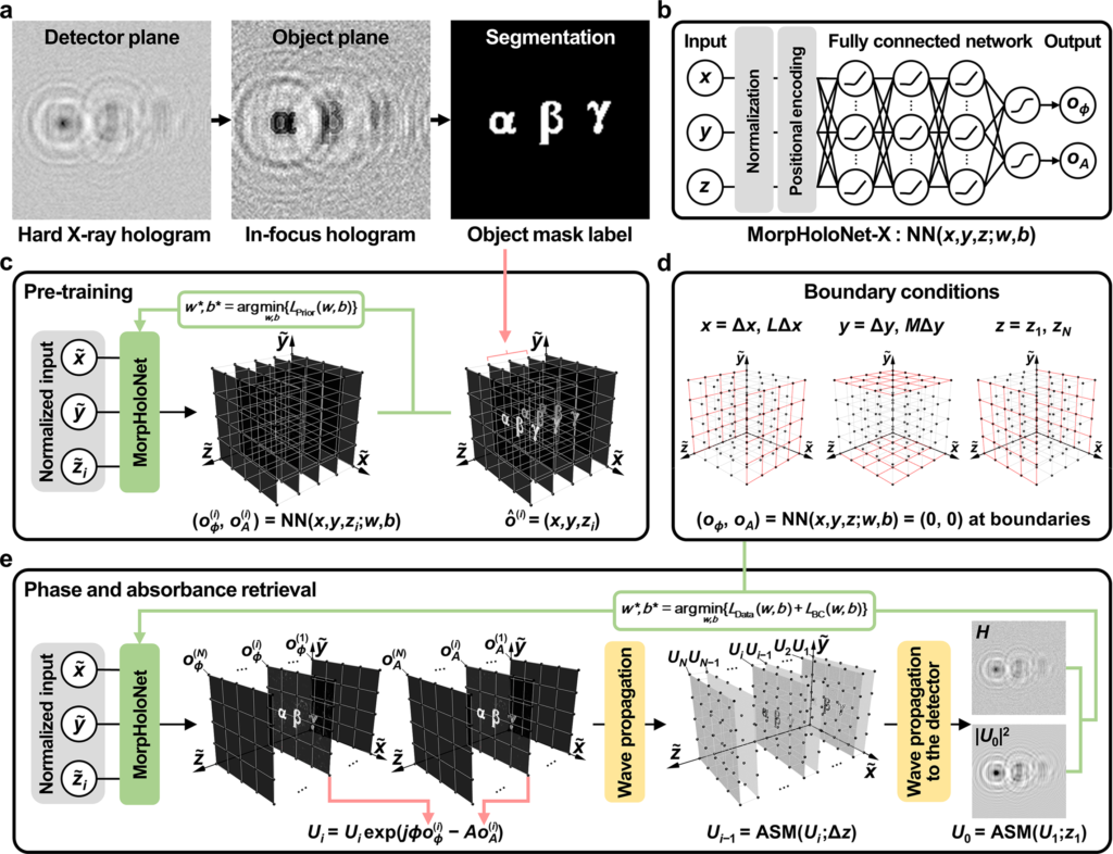 Figure 1: MorpHoloNet-X workflow for physics-driven phase and absorbance retrieval from X-ray holograms. Kim et al. (2026), CC BY 4.0.