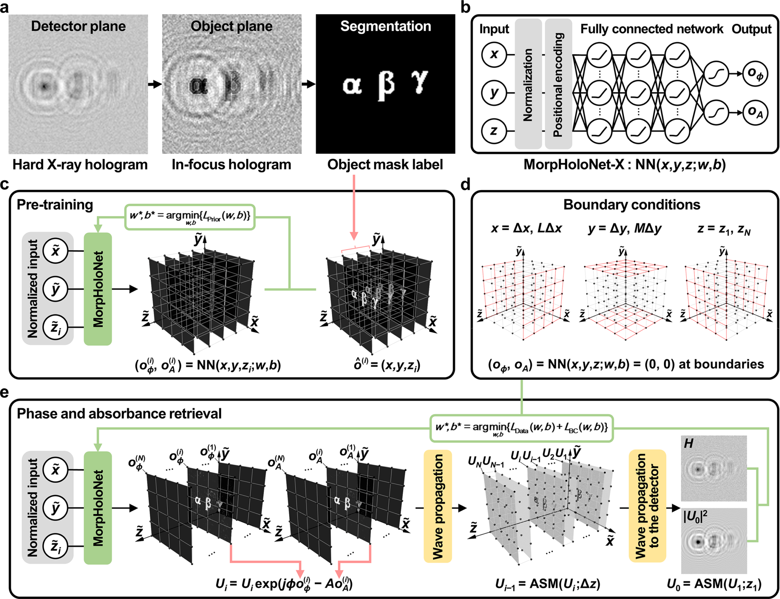 MorpHoloNet-X workflow for phase and absorbance retrieval