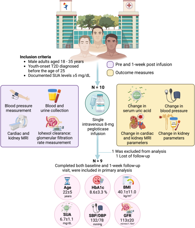 Study design for a single pegloticase infusion with cardiac and kidney MRI before treatment and one week afterward.